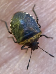 Cosmopepla uhleri