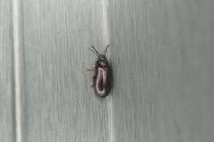 Luprops orientalis