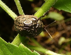 Polychalca aerea