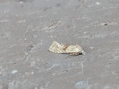 Cochylimorpha straminea