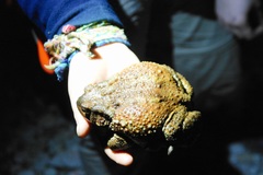 Bufo verrucosissimus