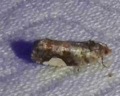Hedya chionosema