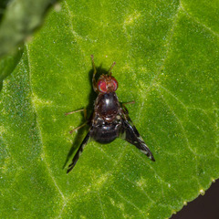 Parastenopa limata