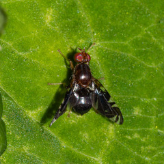 Parastenopa limata