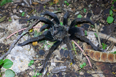 Phormictopus cancerides