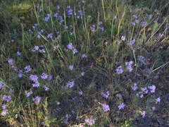 Galatella angustissima