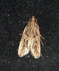 Martyringa ravicapitis