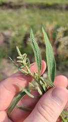 Atriplex patens
