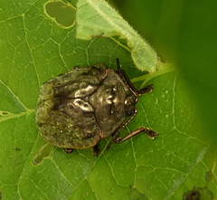 Polychalca aerea