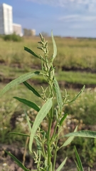 Atriplex patens