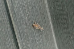 Scaphoideus festivus