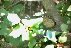 Phoenicurus phoenicurus