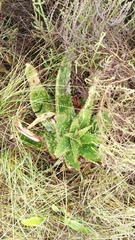 Aloe greatheadii davyana