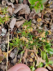 Sagina saginoides
