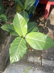 Ficus septica