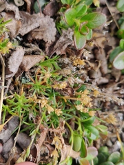 Sagina saginoides