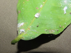 Anagyrus