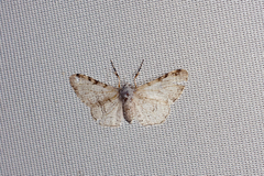 Thyrinteina arnobia