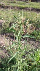 Atriplex patens
