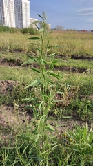 Atriplex patens