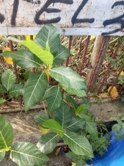 Ficus septica