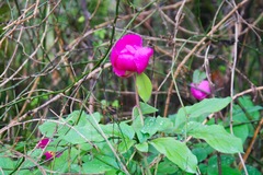 Paeonia caucasica