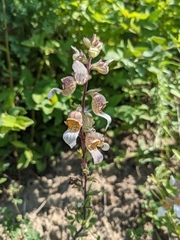 Digitalis lanata