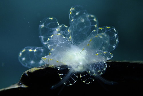 Photo of Elegant cyerce (Cyerce elegans)