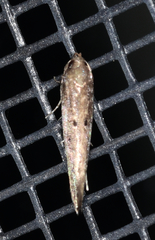 Haplochrois bipunctella