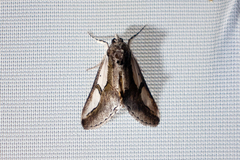 Euscirrhopterus poeyi