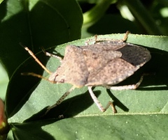 Euschistus conspersus