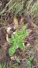 Aloe greatheadii davyana