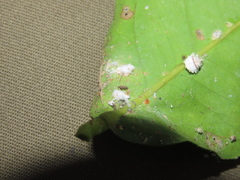 Anagyrus
