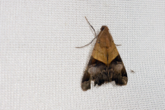 Melipotis fasciolaris