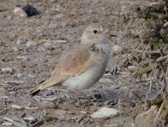 Ammomanopsis grayi