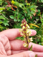 Pedicularis brachystachys