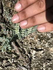 Euphorbia astyla