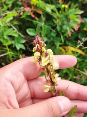 Pedicularis brachystachys