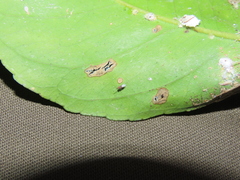 Anagyrus