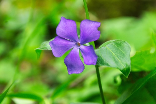 zimozeleň väčšia (Vinca major)