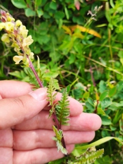 Pedicularis brachystachys