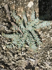 Euphorbia astyla