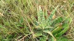 Aloe greatheadii davyana