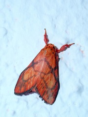Sarbine flavodiscalis