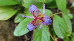 Tricyrtis lasiocarpa