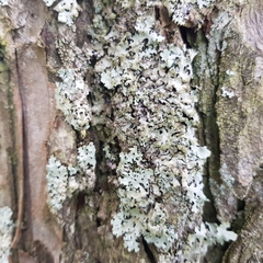 Hypogymnia farinacea