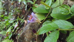 Tricyrtis lasiocarpa