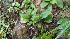 Tricyrtis lasiocarpa