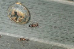 Crematogaster matsumurai