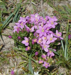 Centaurium littorale